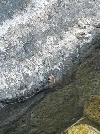 Terreno en Altos de Estepona