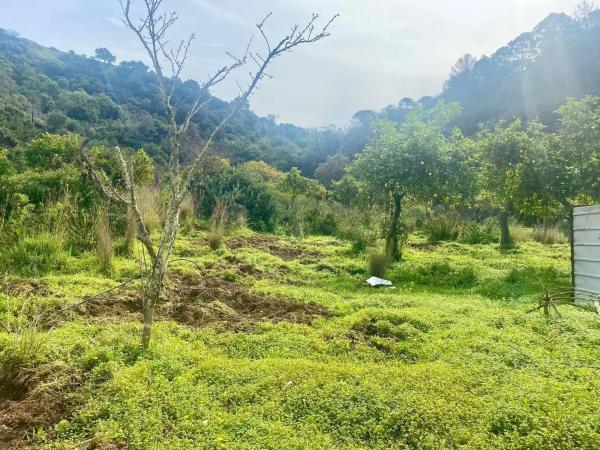 Terreno en camino Elisabeth Burca