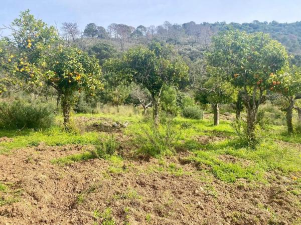 Terreno en camino Elisabeth Burca