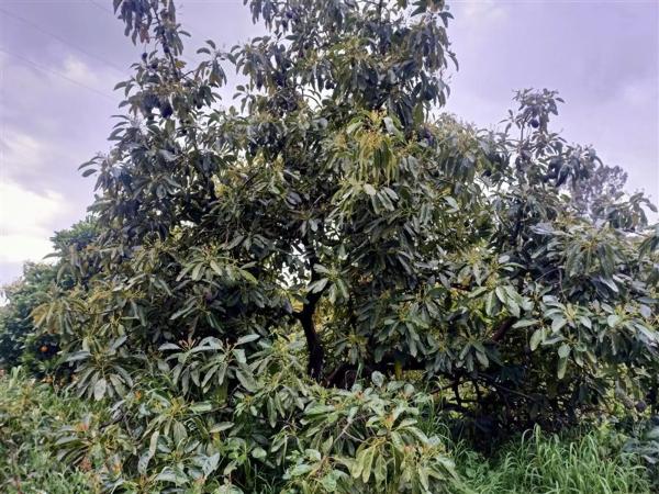 Terreno en calle Monterroso, 47