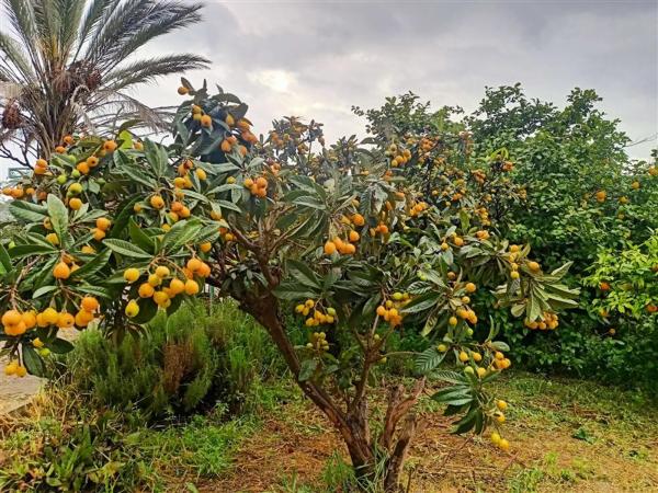 Terreno en calle Monterroso, 47