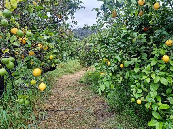 Terreno en calle Monterroso, 47