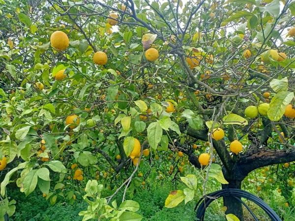 Terreno en calle Monterroso, 47
