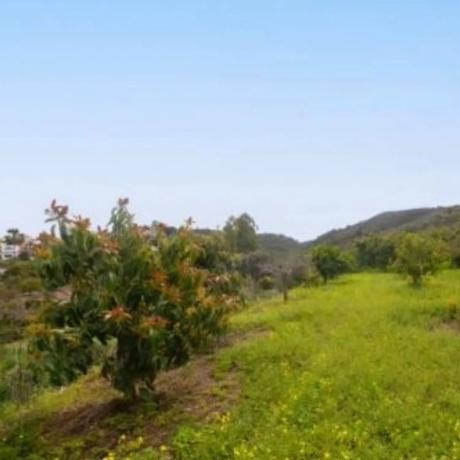 Terreno en Las petunias