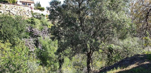 Terreno en Parcela 24 s/n