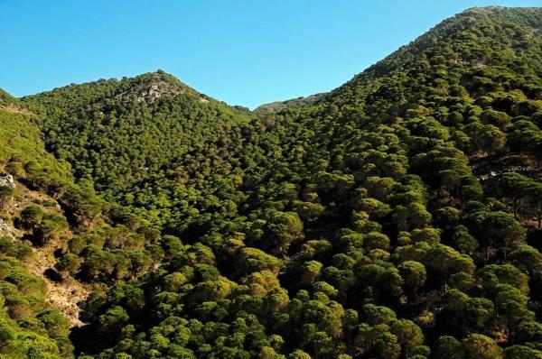 Terreno en Campo de Mijas