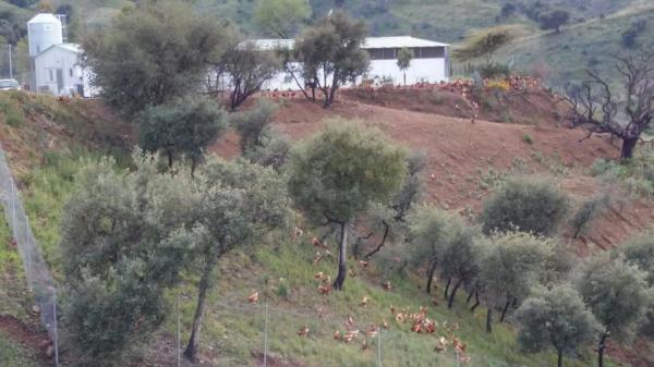 Terreno en poligono 11