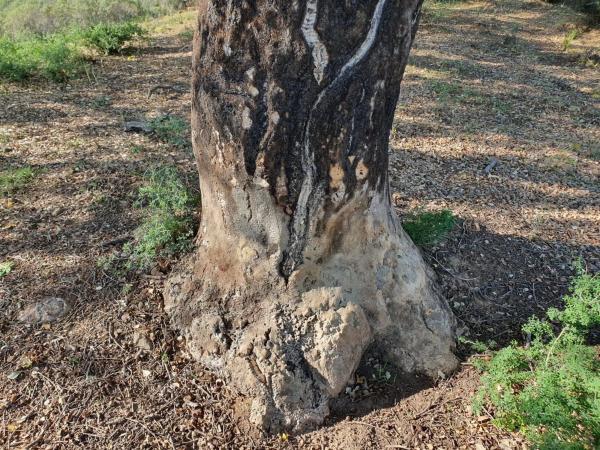 Terreno en La Cala de Mijas