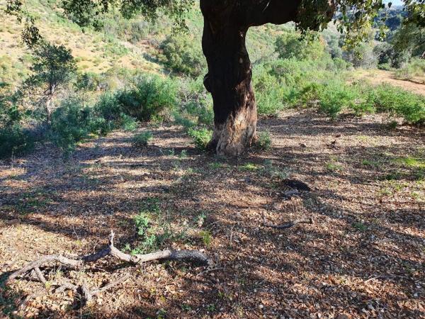Terreno en La Cala de Mijas