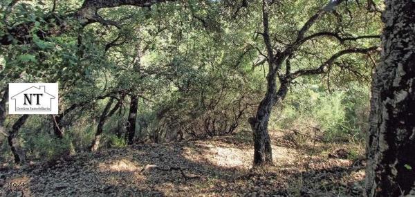 Terreno en Benahavís
