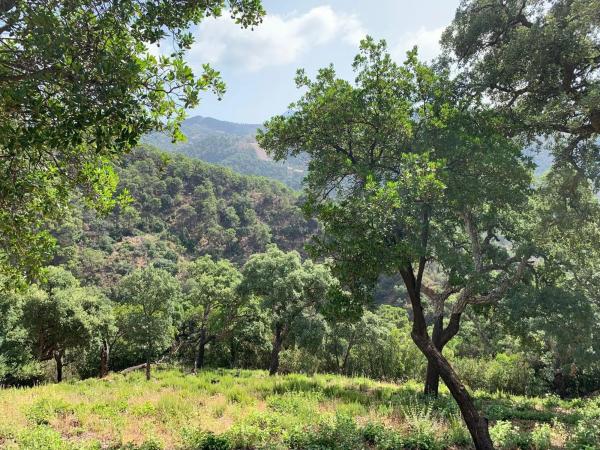 Terreno en El Madroñal
