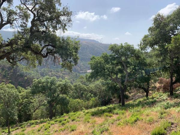 Terreno en El Madroñal