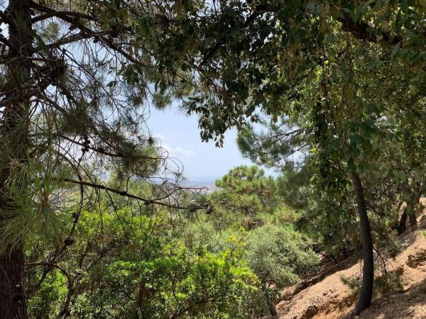 Terreno en El Madroñal