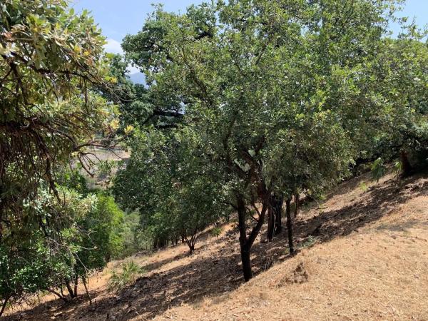 Terreno en El Madroñal