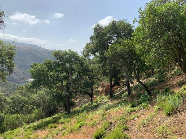 Terreno en El Madroñal