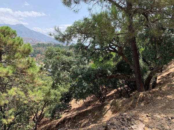 Terreno en El Madroñal