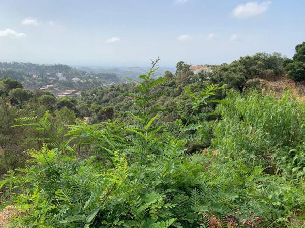 Terreno en El Madroñal