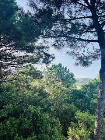 Terreno en Fwvj+r3 Benahavís, España