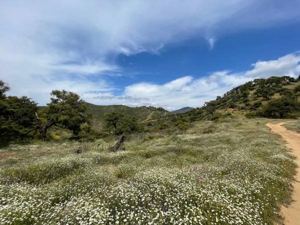 Terreno en elviria s/n