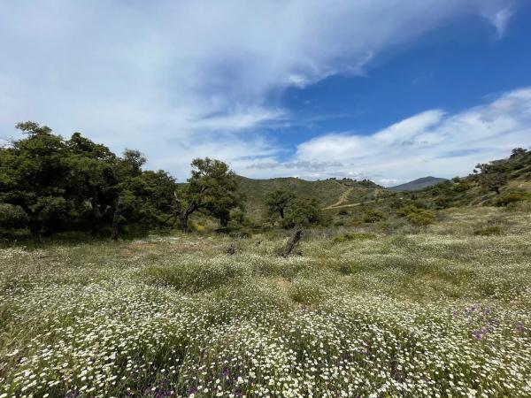Terreno en elviria s/n