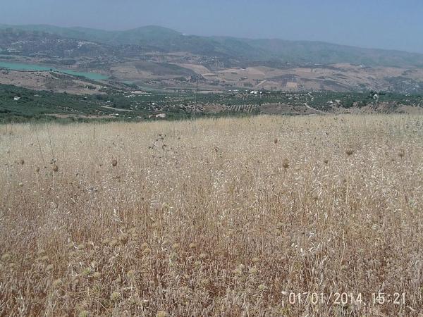 Terreno en Alcaucín