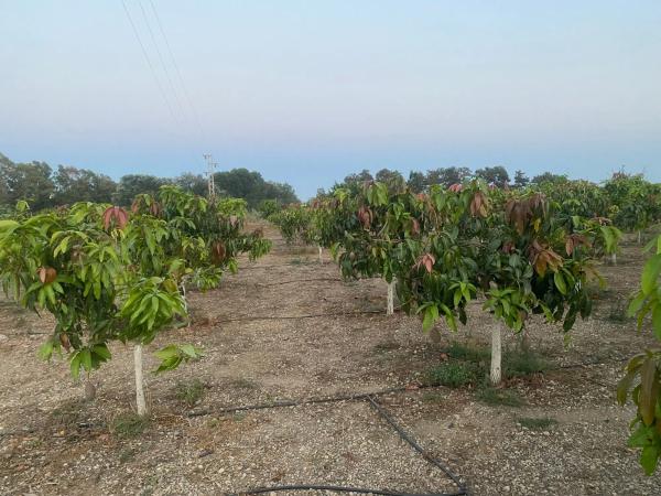 Terreno en Lugar Los Toscanos, 48 d