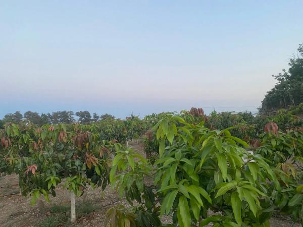 Terreno en Lugar Los Toscanos, 48 d