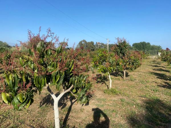 Terreno en Lugar Los Toscanos, 48 d