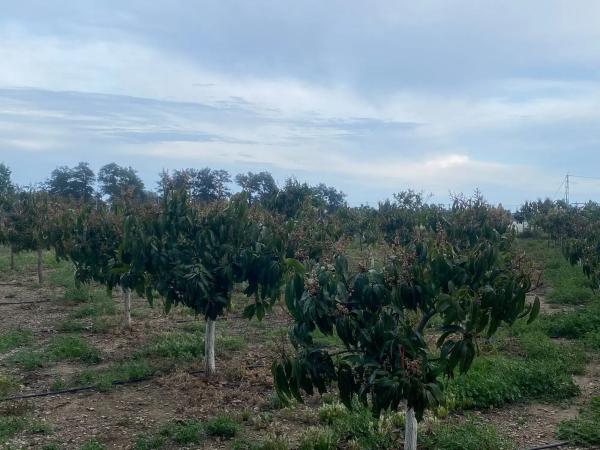 Terreno en Lugar Los Toscanos, 48 d