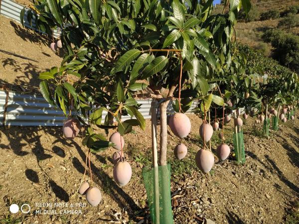 Terreno en carretera Ma-4111, km 3