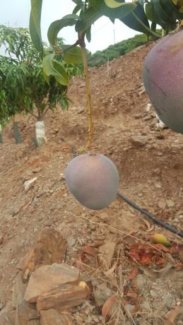 Terreno en camino del Castañar s/n