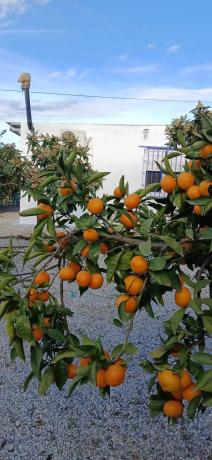 Terreno en camino del Castañar s/n