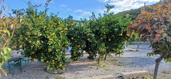 Terreno en camino del Castañar s/n