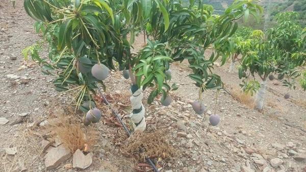 Terreno en camino del Castañar s/n