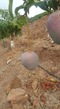 Terreno en camino del Castañar s/n