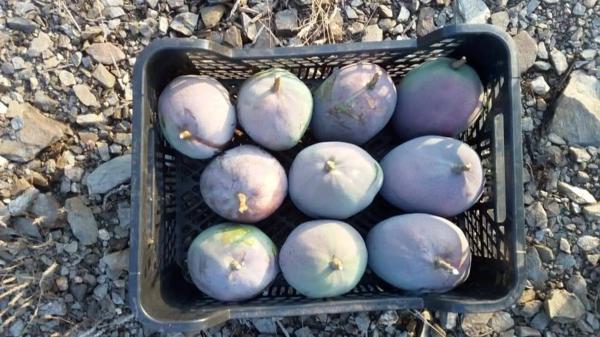 Terreno en camino del Castañar s/n