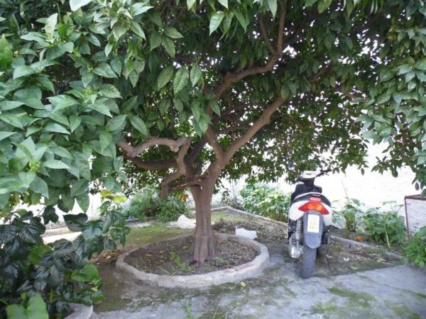 Terreno en Benamocarra