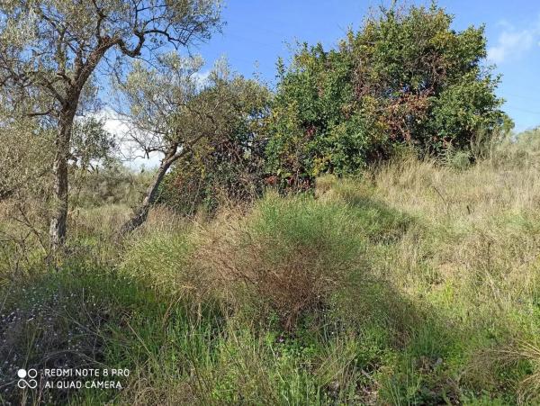 Terreno en Benamocarra
