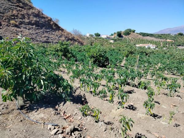 Terreno en Diseminado Diseminados