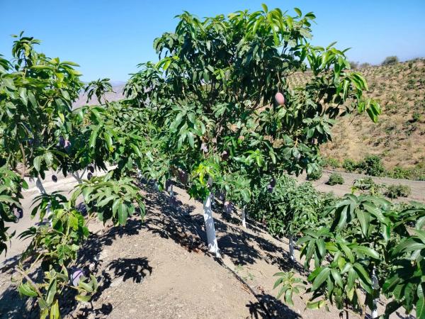 Terreno en Diseminado Diseminados