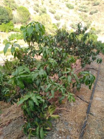 Terreno en carretera canillas de aceituno s/n