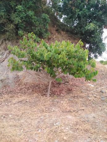Terreno en carretera canillas de aceituno s/n
