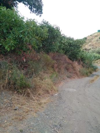 Terreno en carretera canillas de aceituno s/n