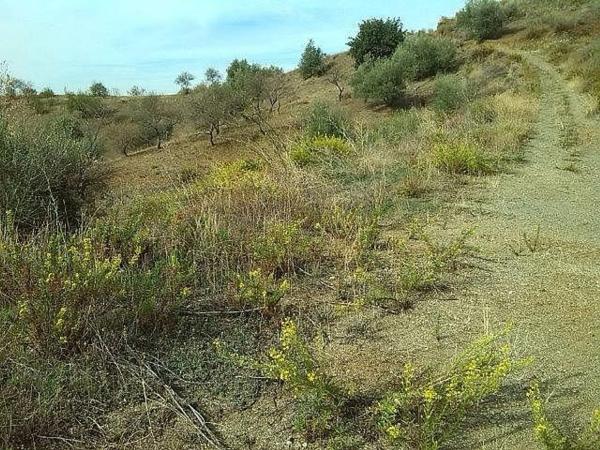 Terreno en Canillas de Aceituno