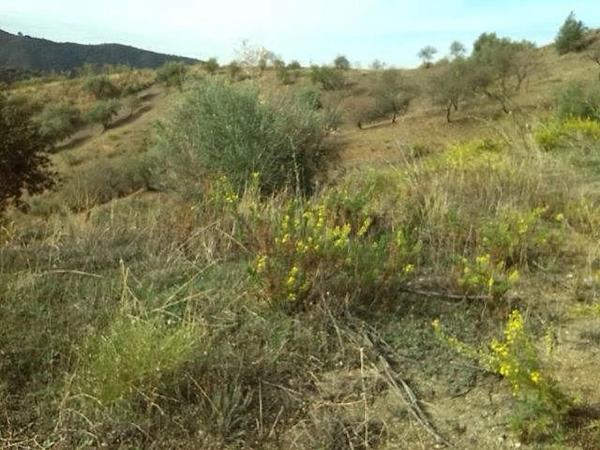 Terreno en Canillas de Aceituno