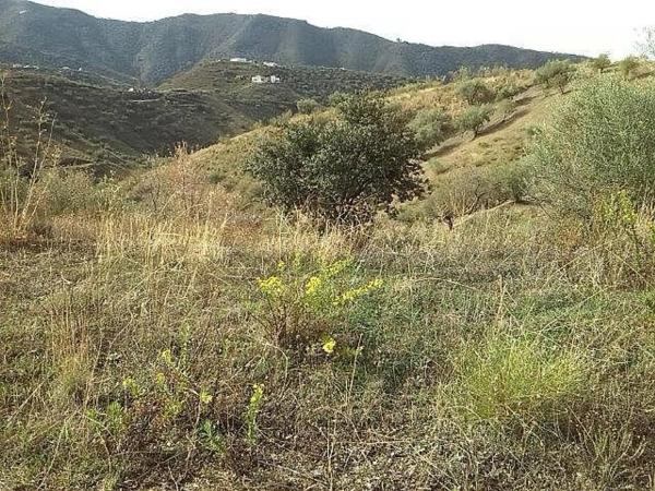 Terreno en Canillas de Aceituno