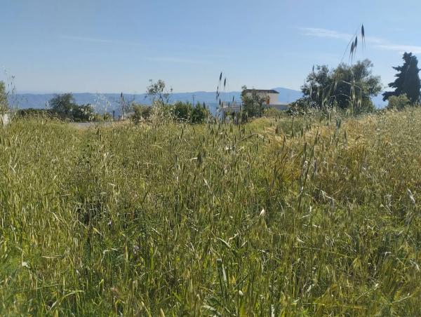 Terreno en camino del Nicar, 19