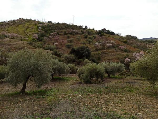 Terreno en carretera de Casabermeja s/n