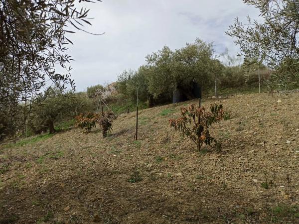 Terreno en carretera de Casabermeja s/n