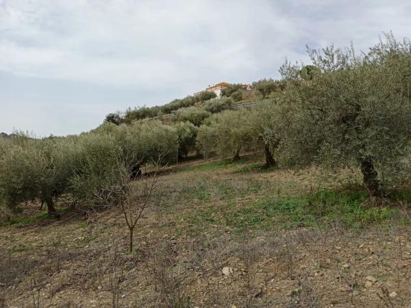 Terreno en carretera de Casabermeja s/n
